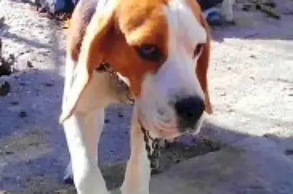 Пропала собака Немо в СНТ Сапун-Гора, Севастополь