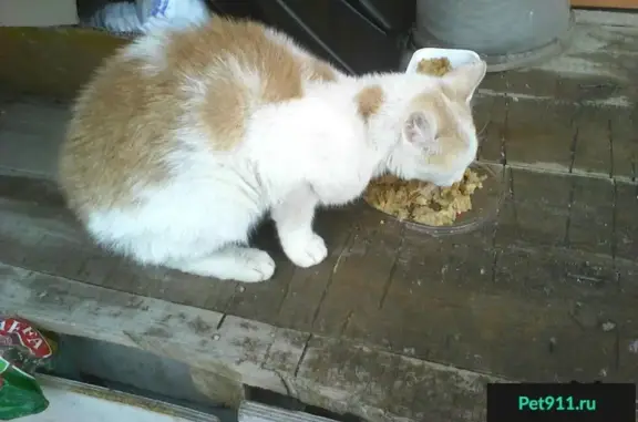 Ласковая кошка ищет дом в Новосибирске