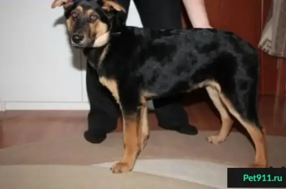 Найден щенок на Щербаковской улице 57 (ВАО)