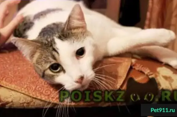 Найден белый кот с серыми пятнами на Псковской 15