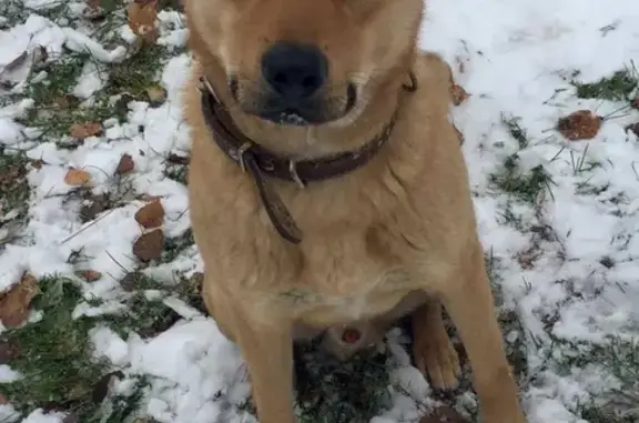 Пропала собака Харви в Красково, Московская область