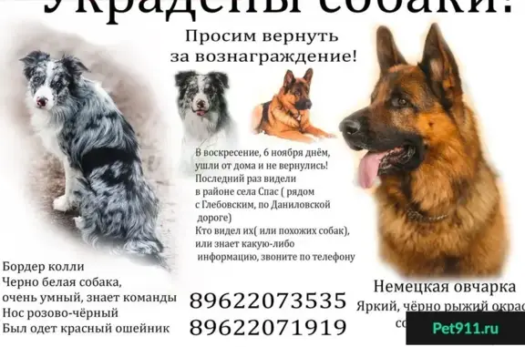 Собаки потеряшки, село Спас, фото: Потеряшкаи 2 умные и добрые собаки в селе Спас