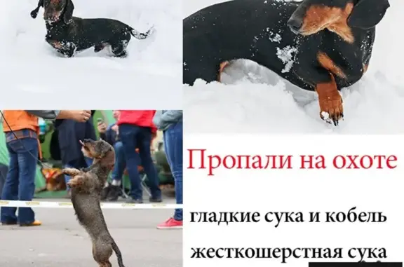 Пропала собака на охоте в Серпухове