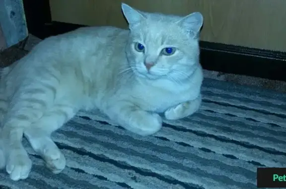 Найден британский кот на Алтайской улице