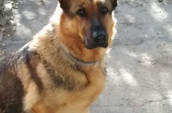 Найдена собака в Нахичевани - ищем хозяев
