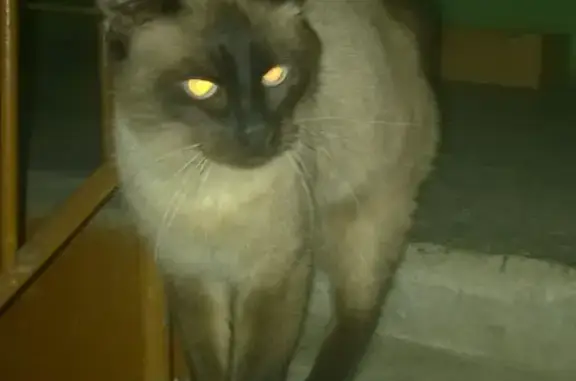 Найдена кошка по адресу Ленина 26, Череповец