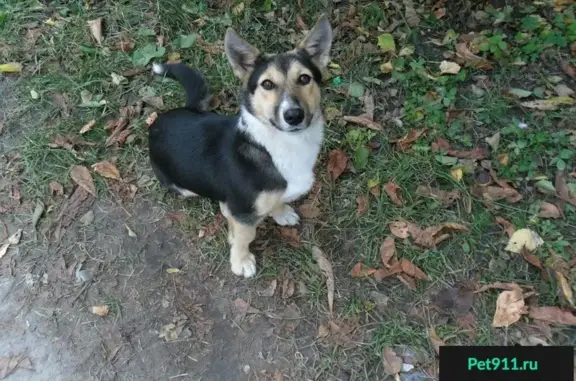 Пропала собака на ул. Индустриальной, Белгород, микрорайон Восточный