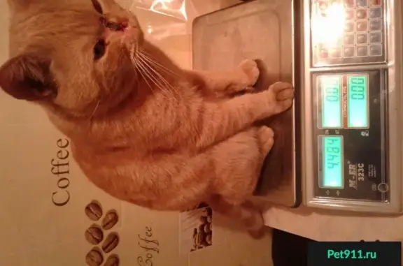 Кошки потеряшки, Берёзки, фото: Потеряшка кот в жк Березки, пятно на морде, оранжевый ошейник