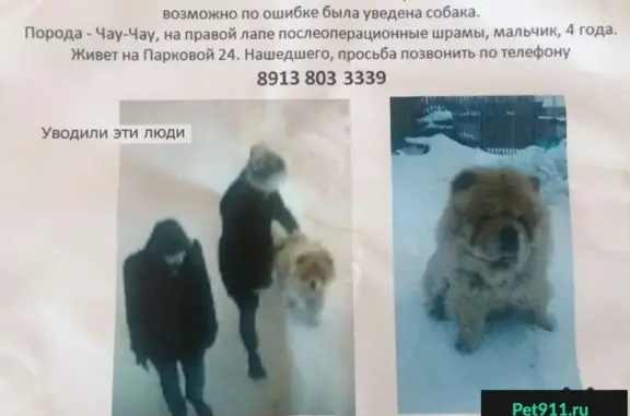 Пропала собака на Спичфабрике в Томске