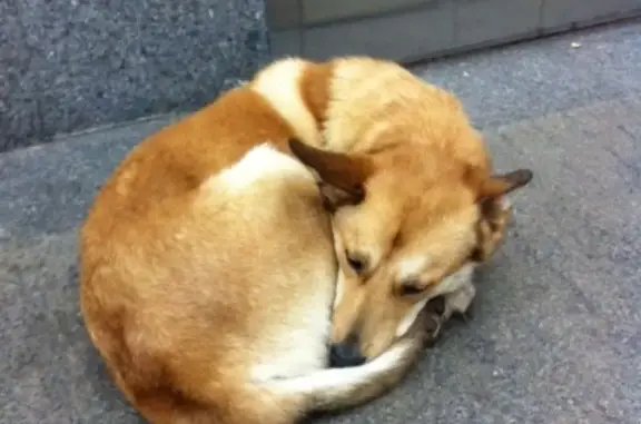 Собака найдена у метро Аннино, Москва