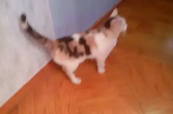 Молодая кошка ищет дом в Нижнем Новгороде