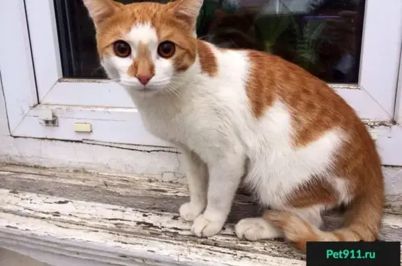 Найдена кошка в Оренбурге (район Попова-Ташкентская)