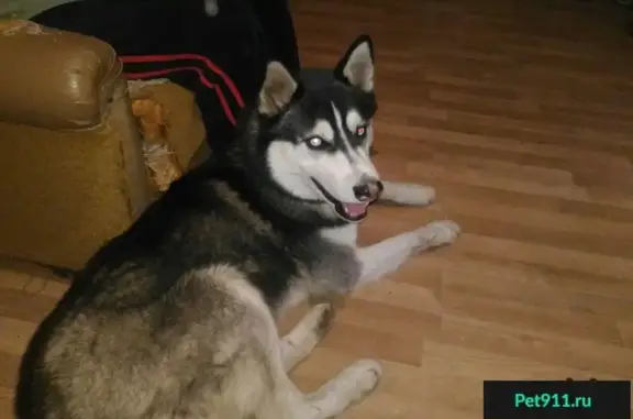 Найдена собака на улице Минской в Липецке