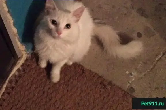 Найден белый кот на ул. Галкина 3