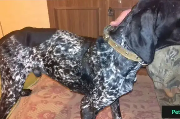 Найдена исхудавшая собака в селе Московское