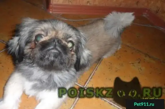 Пропала собака Дуняша в д. Ройка, Кстовский р-он