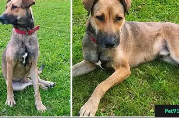 Пропала собака Чарли в поселке Рождествено, Истринский район