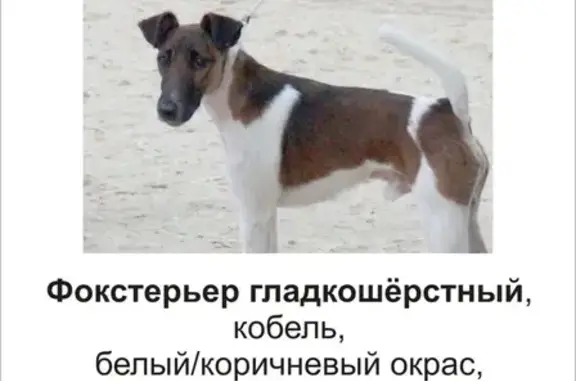 Пропала собака на Дмитровском шоссе