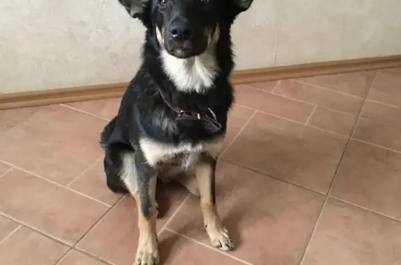 Найдена собака возрастом до года в Москве