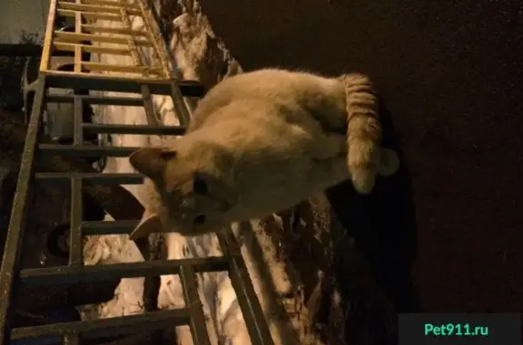 Кошка найдена около метро Достоевская