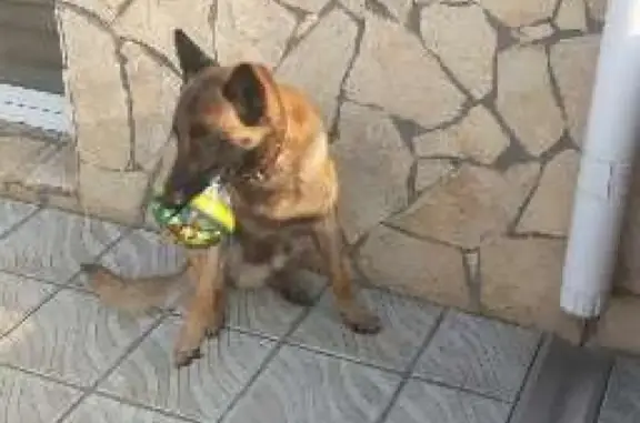 Пропала собака Ваня в п. Юбилейный, Саратов, вознаграждение