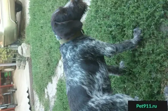 Пропала собака в Александровке, Ростов-на-Дону