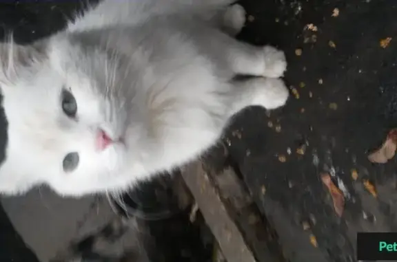 Найден белый котик в Гольяново, Москва