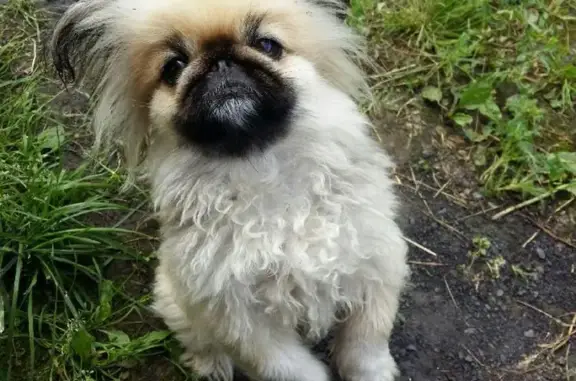 Пропала собачка в Байдаевском районе, Новокузнецк (Ляля)