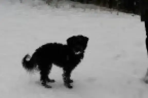 Пропала собака на перекрестке Малышева-Гагарина