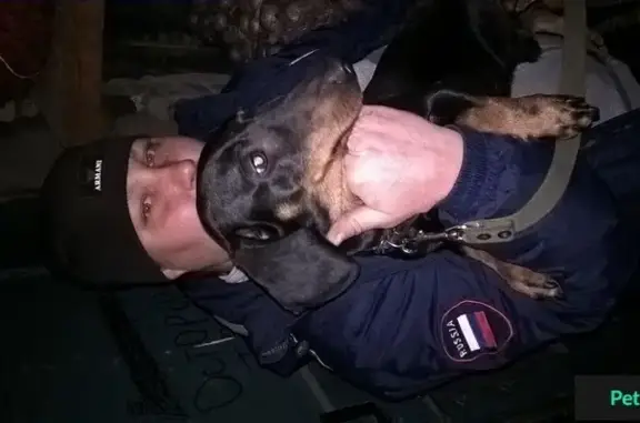 Найдена собака на Ополченской, 11А