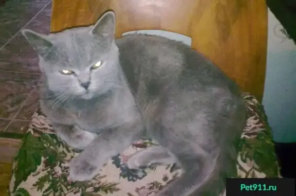 Найдена британская кошка в Сергиевом Посаде