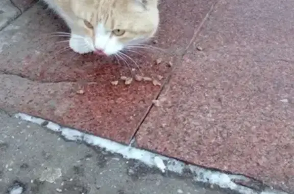 Найден рыжий кот с белым около станции 