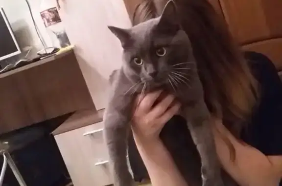 Кошки потеряшки, Сады, фото: Потеряшка крупный серый кот в Садах Кеза, вознаграждение за находку!