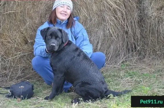 Пропала собака в Комсомольске-на-Амуре