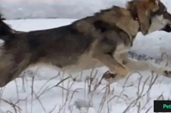 Пропала собака Лайка в районе Меги, Новосибирск