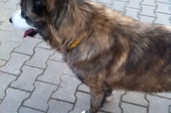 Пропала собака в д. Андреевское, Истринский район