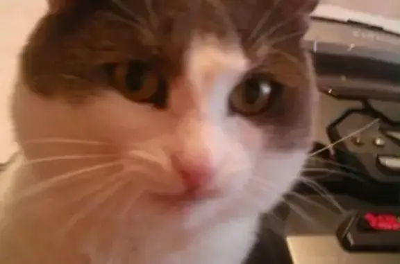 Кошки потеряшки, посёлок Весенний, фото: Потеряшка кошка в Оренбурге, микрорайон Весенний-2