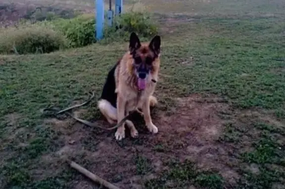 Пропала служебная собака в Красноармейском районе, Волгоград