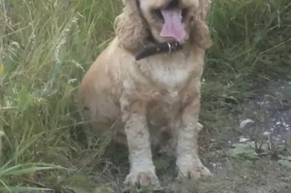 Пропала собака в Малокарачаевском районе, кличка Лорд, рыжий окрас.