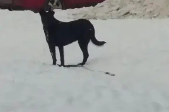 Чёрная собака на Заводской между Крауля и Металлургов