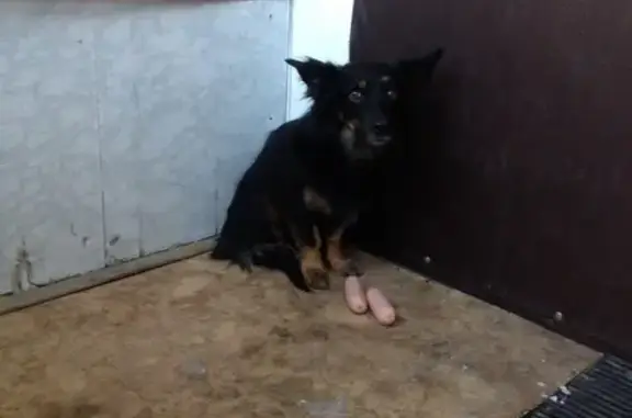 Найдена домашняя собака в Ангарске, 7-й микрорайон.