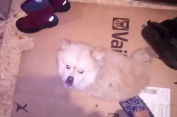 Найдена собака в Туле, похожая на шпица