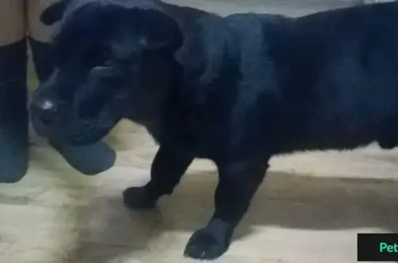 Найдена черная собака в Уфе, поселок Мечта