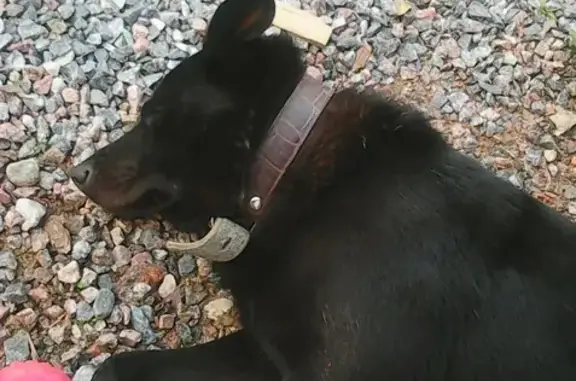 Пропала собака Нельсон в деревне Лупполово, Всеволожский район