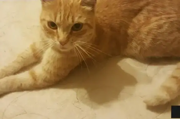 Найдена рыжая кошка на ул. Кустодиева 19