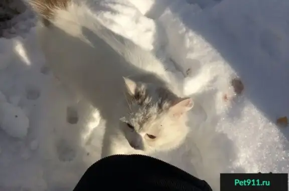 Найдена белая кошка в Челябинске