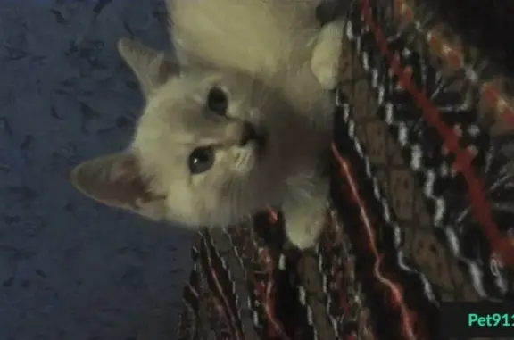 Найдена кошка Кошечка в Сургуте