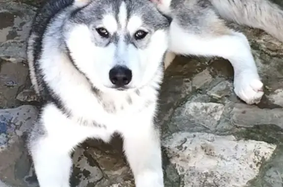 Пропала собака на Лысой горе, порода Хаска, кличка Аляска.
