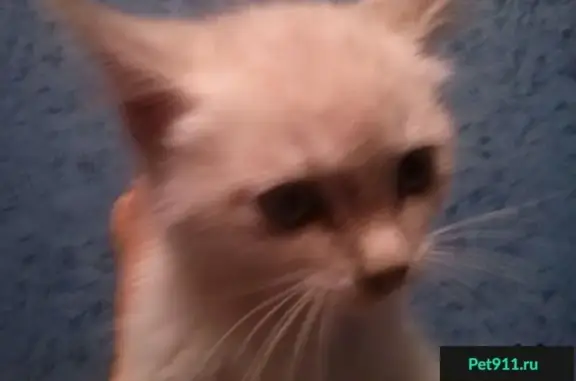 Найдена кошка-котенок в Сургуте