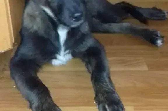 Найден щенок кобель в Люберцах на 115 квартале